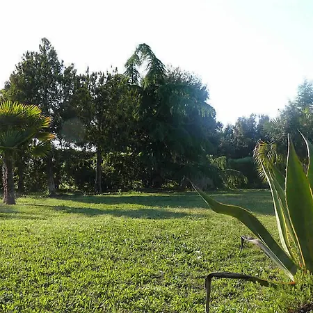 Agave