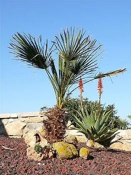 Agave