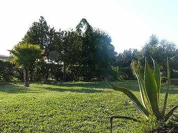 Agave
