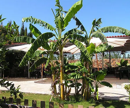 מלון Agave